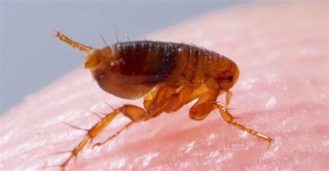Professional Fleas Exterminator The Bugman Pest Control Services