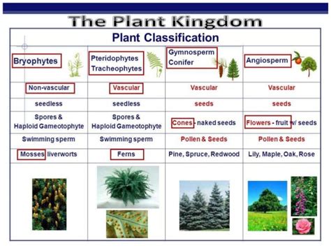 The Plant Kingdom Alagebryophytapteridophyta