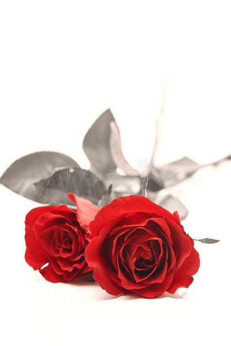 Two Red Rose On White Background Stock Image Image Of Isolated