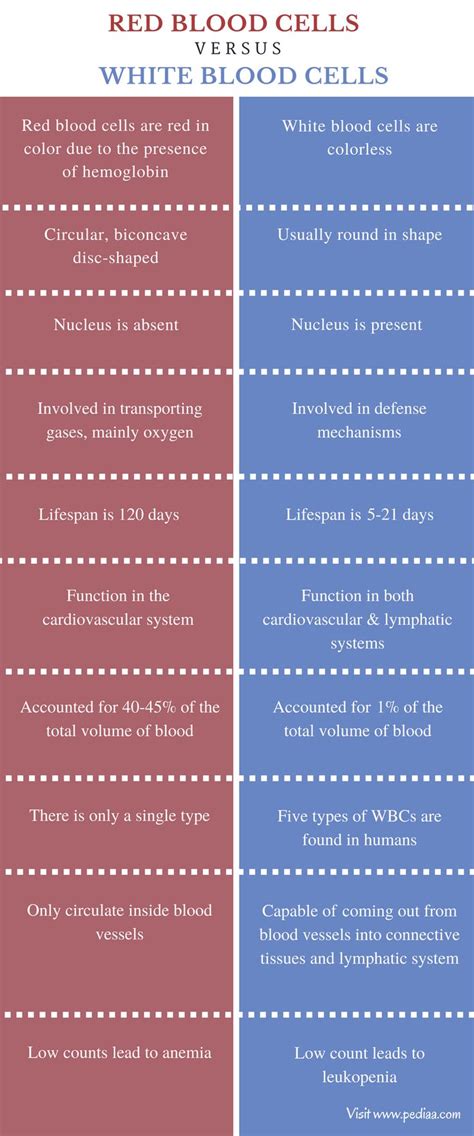 Difference Between Red Blood Cells And White Blood Cells