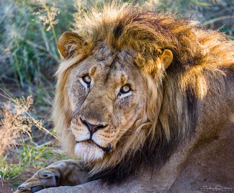 Resting Lion Namibia