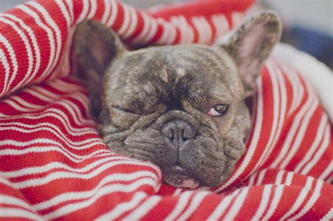 French Bulldog Allergies How To Know If Your Dog Suffers Ask Frenchie