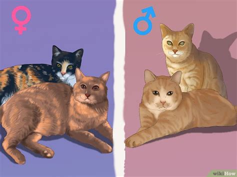 猫の性別を見分ける方法 Wikihow