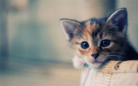 Full Hd Wallpapers Of Cute Cats For Dell Laptop Wallpaper Cave