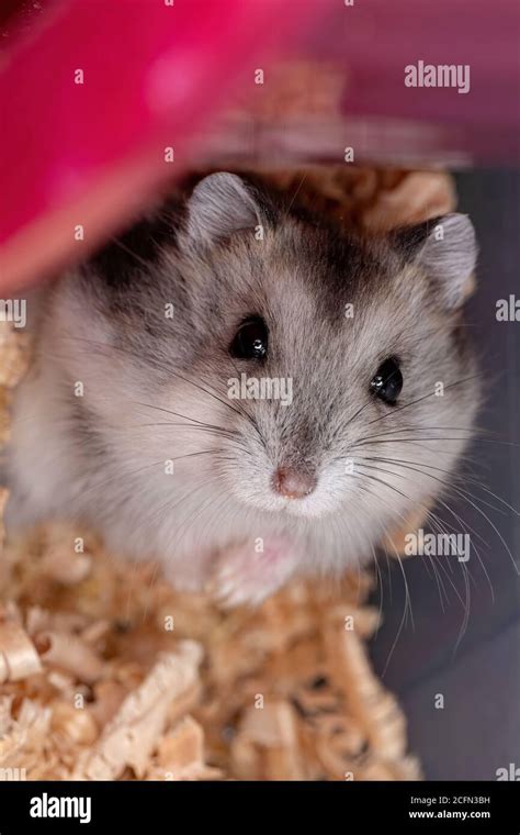 Campbells Russian Dwarf Hamster Phodopus Hi Res Stock Photography And Images Alamy