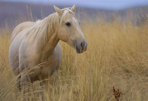 American Quarter Horse Breed Profile