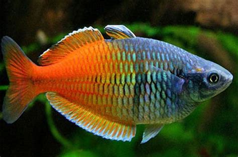 Boesemans Rainbowfish Melanotaenia Boesemani Tropical Fish Keeping
