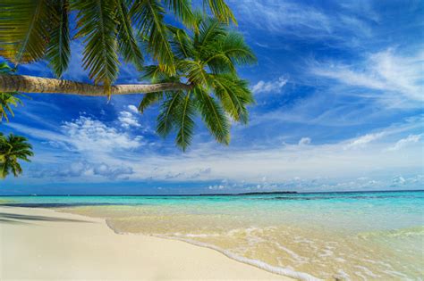 Beautiful Beach With Palm Trees And Clearly Blue Sky Stock