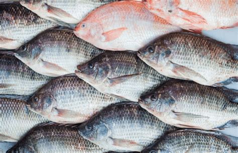 Ikan air tawar ini ada banyak jenisnya, sehingga kita memiliki banyak pilihan ikan yang dapat diolah dan disajikan untuk keluarga tercinta. Asal Usul Ikan Talapia Malaysia 2020 - Ikan Air Tawar