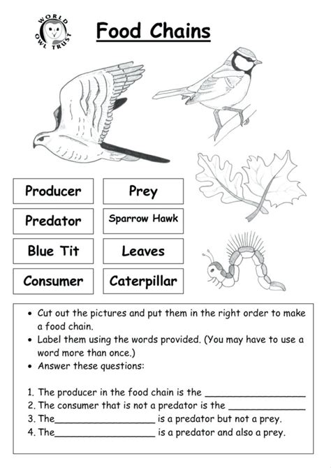 Activities and worksheets for food chains and webs. Science Food Chain Worksheets - Cortexcolorco — db-excel.com