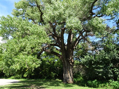 Largest Cottonwood Trees In Kansas Tree Cottonwood Beautiful Tree