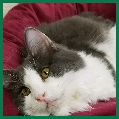 We give homeless animals a second chance through our homeward pet's mission is to transform the lives of cats and dogs in need through compassionate medical care, positive behavior training, and. Farmington Pet Adoption Center