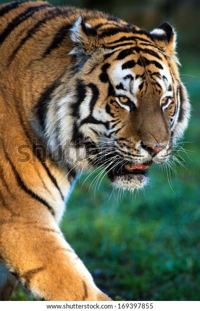 Siberian Tiger Walking Through Dark Forestsiberian Stock Photo