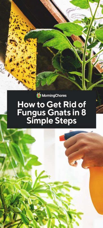How To Get Rid Of Fungus Gnats In 8 Simple Steps