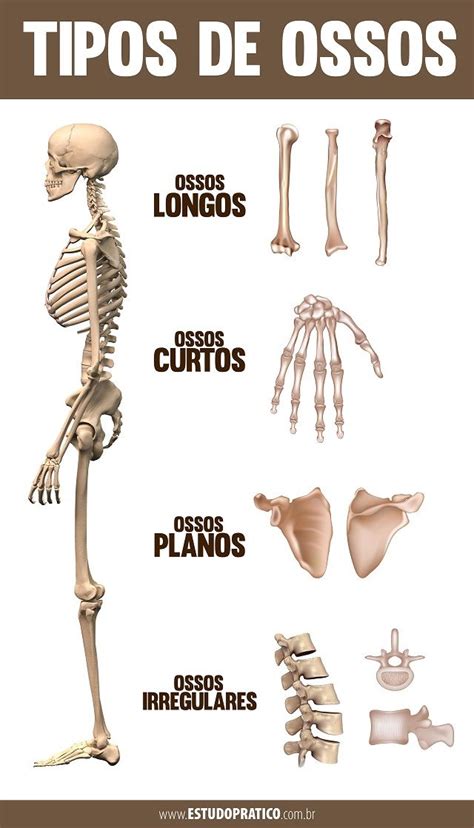 Ossos Do Corpo Humano Nomes Quantidade E Funções Estudo Prático