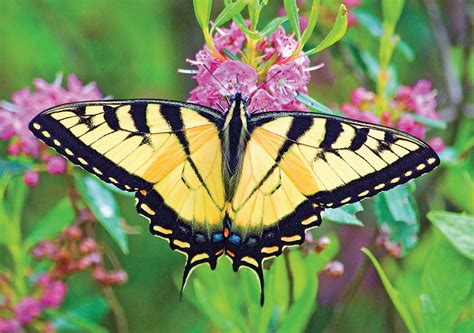 Tiger Swallowtail Migratory Nectar Plants Host Plants Britannica