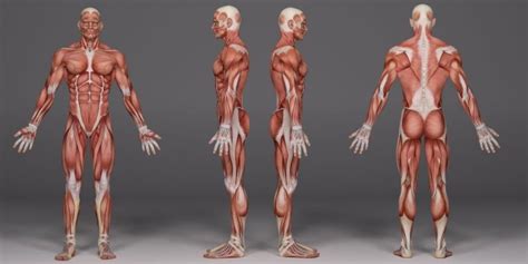 Sistema Muscular Concepto Funciones Partes Y Enfermedades