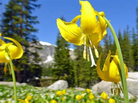 Protrails Wildflowers Of The Rockies Photo Gallery