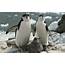 Pinguin Achtergronden  HD Wallpapers