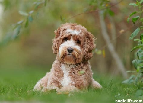 What Does A Labradoodle Look Like Oodle Life