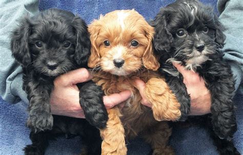 B And C Kennels Cavapoos Cavachons And Cavaliers