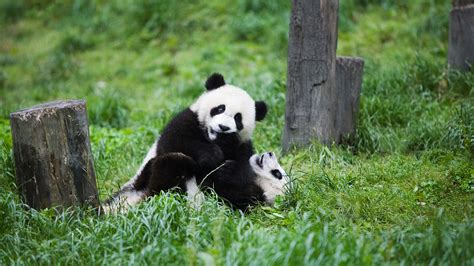 Giant Panda Protection Remains The Same Despite Status Downgrade Cgtn