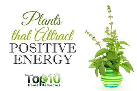 10 Plants That Attract Positive Energy Top 10 Home Remedies
