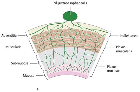 Enteric nerves control intestinal smooth muscle action and are connected to the the intramural nervous system consists of a myenteric (auerbach s) plexus between the circular and. Speiseröhre (Anatomie) - eRef, Thieme