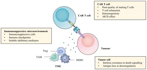 Frontiers Combination Strategies To Optimize The Efficacy Of Chimeric