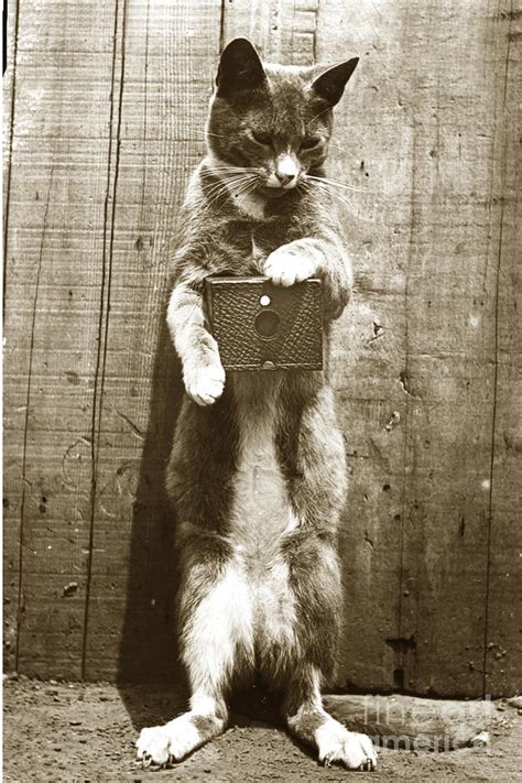 Amateur Feline Fotografer Cat With A Box Camera Historical Photo