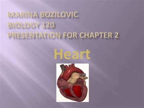 Marina Bozilovic Heart Medical Terminology Ppt