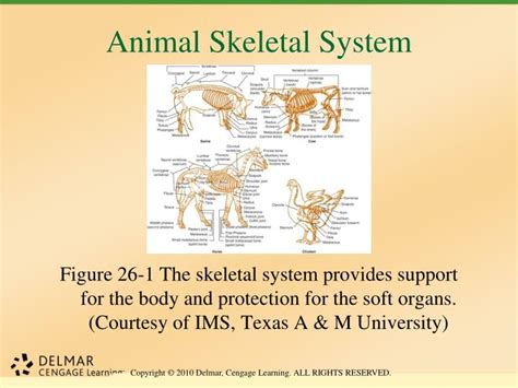 Ppt Unit 26 Animal Anatomy Physiology And Nutrition Powerpoint