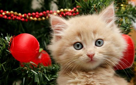 Merry Christmas Kitten Wallpapers Hd Desktop And Mobile Backgrounds