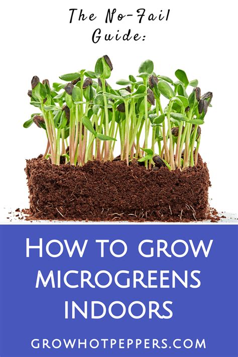 How To Grow Microgreens Indoors For Black Thumbs Grow Hot Peppers