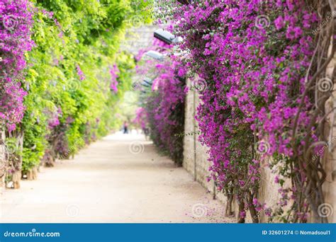 Alley With Blooming Flowers Stock Images Image 32601274