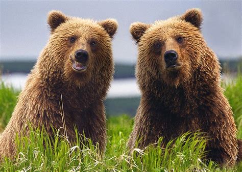 Alaska Coastal Brown Bears Photo By Richard Williams — National