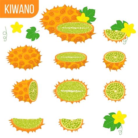 Premium Vector Set Of Fresh Whole Half Cut Slice Kiwano Fruits