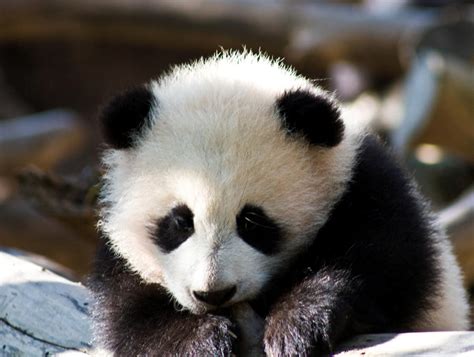 Baby Panda Again By Roland3791 On Deviantart