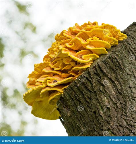 Mushroom Laetiporus Sulphureus On The Tree Stock Image Image Of Wood