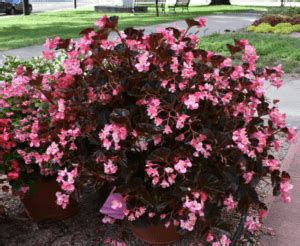 Begonia Stonehedge Rose Bronze Leaf Greenhouse Product News