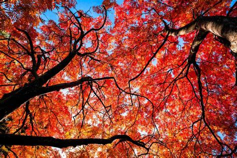 Deciduous Trees What Are Deciduous Trees Bbc Gardeners World Magazine