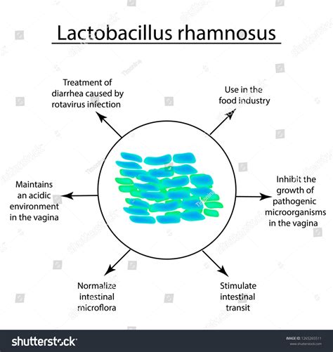 Useful Properties Lactobacillus Probiotic Lactobacillus Rhamnosus