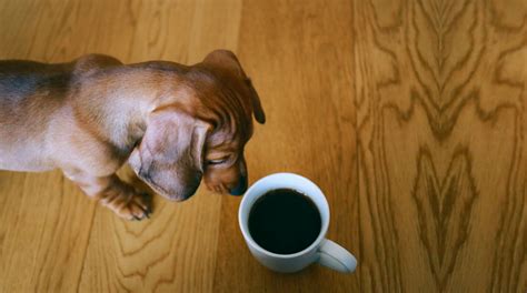 Can Dogs Drink Coffee Welcome To The Sausage Dog World