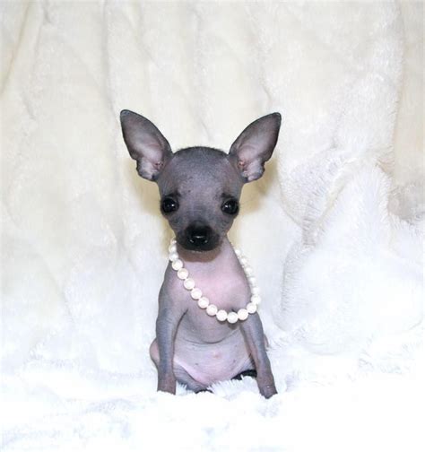 55 Hairless Chihuahua For Sale In California Picture Bleumoonproductions