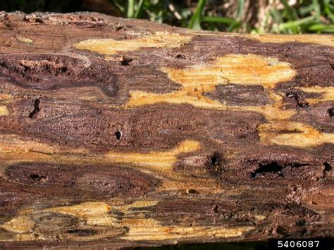 Thousand Cankers Disease Of Black Walnut — Nd Invasives