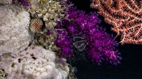 We Encountered A Colorful Rainbow Of Marine Life Throughout Much Of