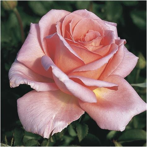 Carolyn Bush Roses By Name Shades Of Pink Hybrid Tea