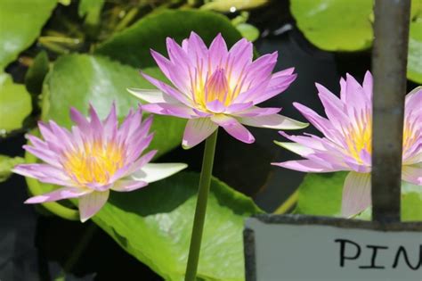 Pink Pearl Waterlily From Pond Megastore Online Pond Plants Water