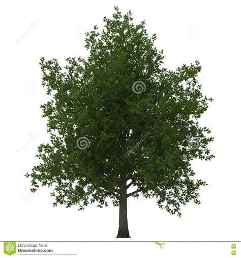 Green Summer Maple Tree Isolated On White 3d Illustration Stock