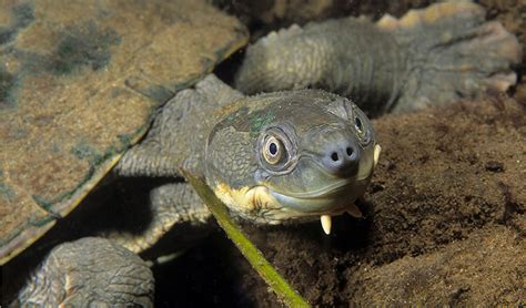 Native Australian Freshwater Turtle Species Marinewise